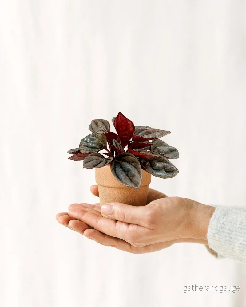Mini Peperomia Caracas Mini Peperomia Caracas