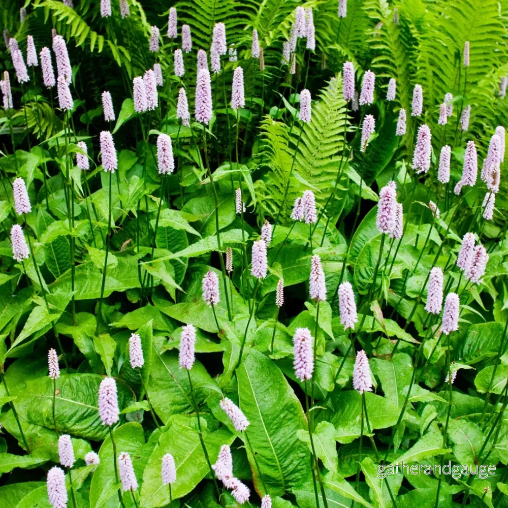 Ängmåra (Persicaria Bistorta) ’Persicaria Bistorta’ Ängmåra (Persicaria Bistorta) ’Persicaria Bistorta’