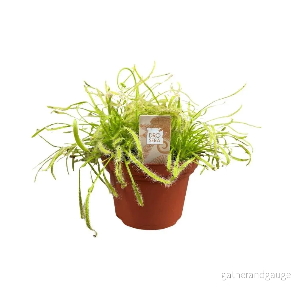 Drosera Capensis - Bild 2