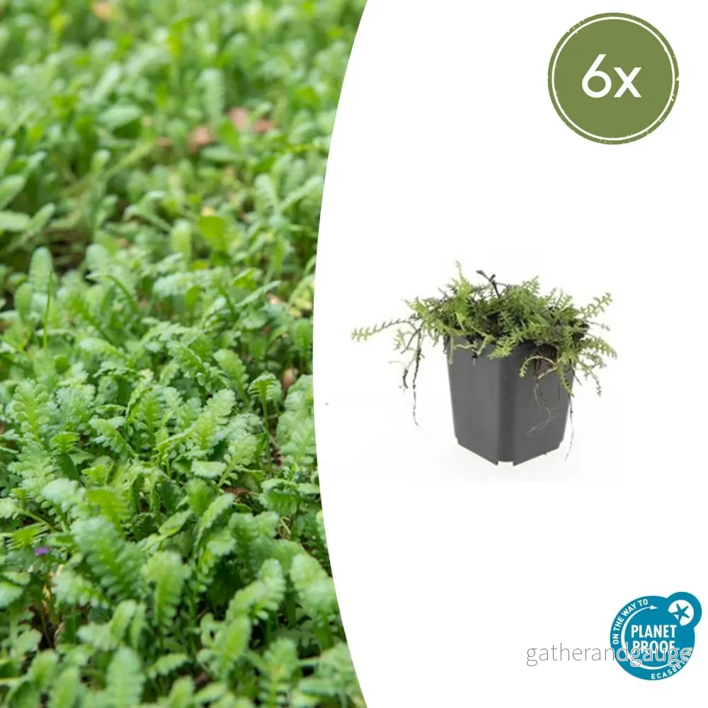 Cotula (Leptinella Squalida) — köp online | La Green Touch - Bild 2