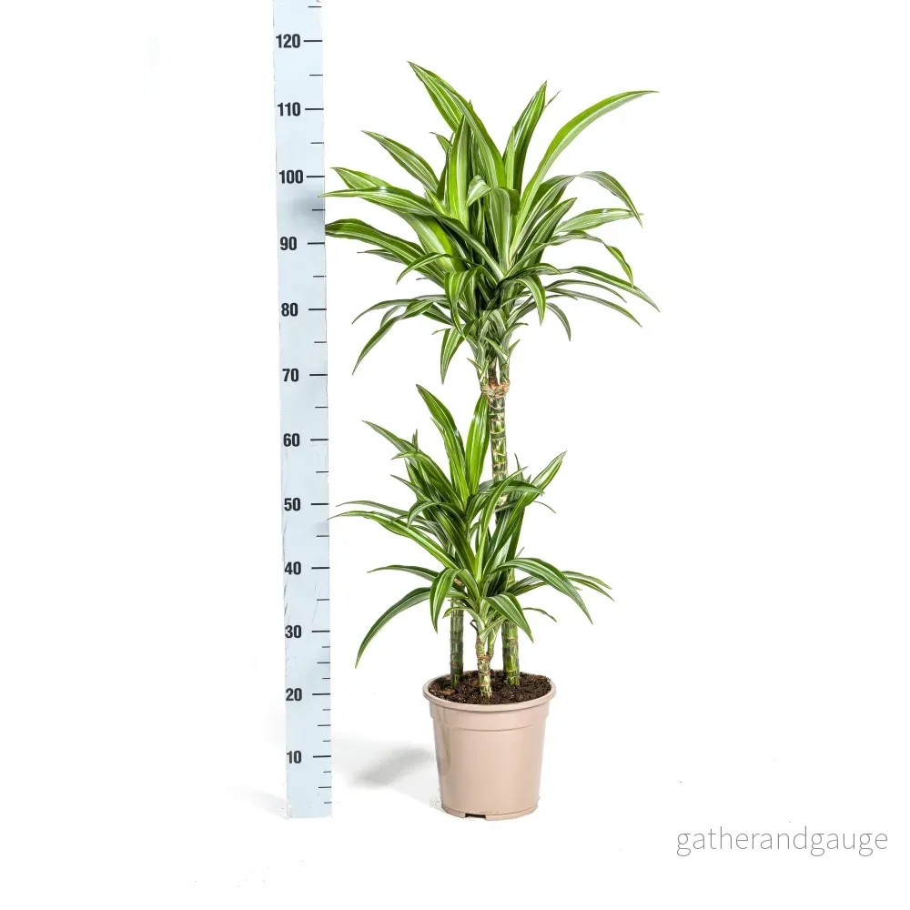 Dracaena Deremensis White Stripe met mand Ø21cm - ↕90 - 110cm - Bild 3
