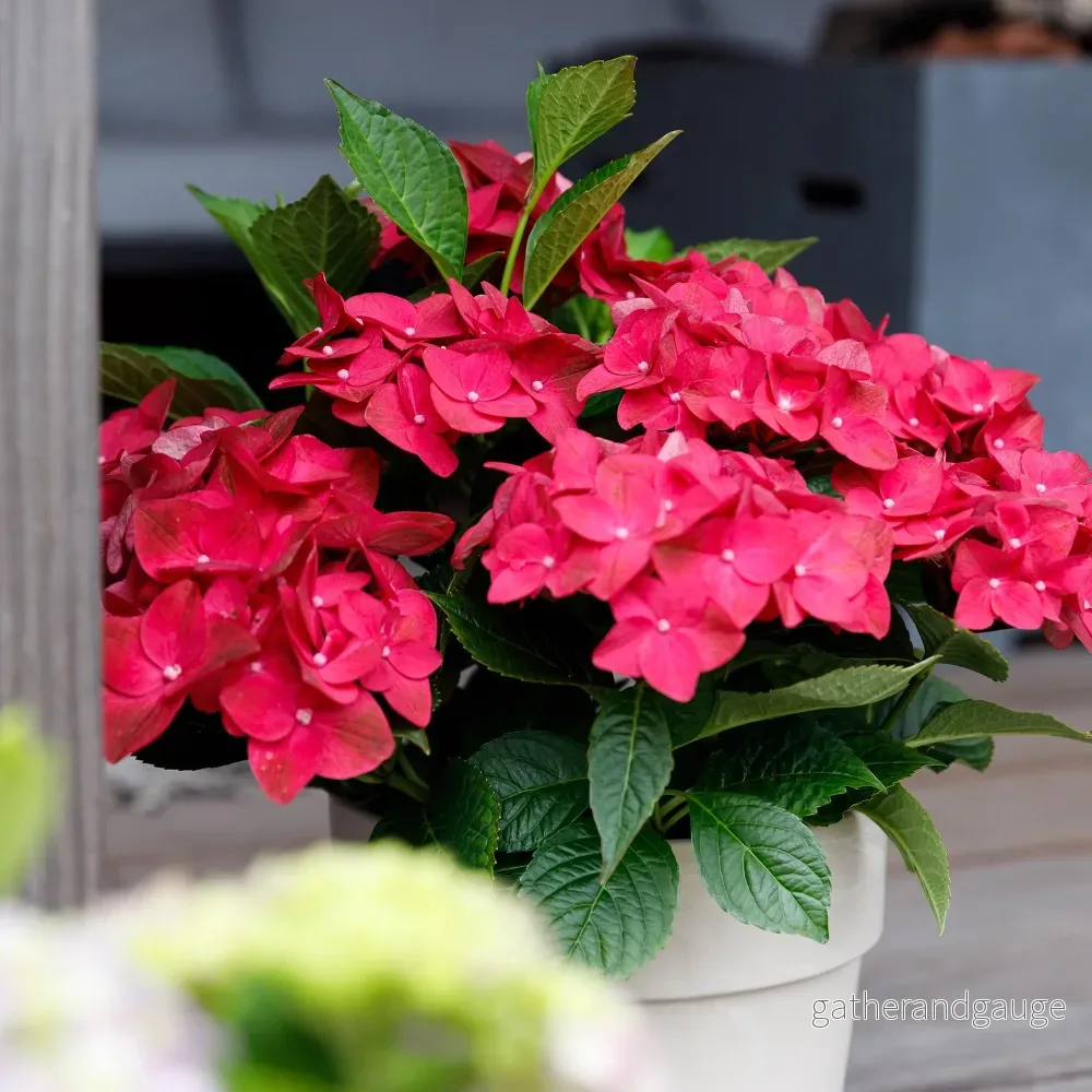 Hortensia (Hydrangea macrophylla) 'Ruby'