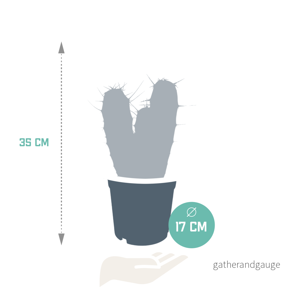 Myrtillocactus geometrizans - inomhuskaktus - Bild 3