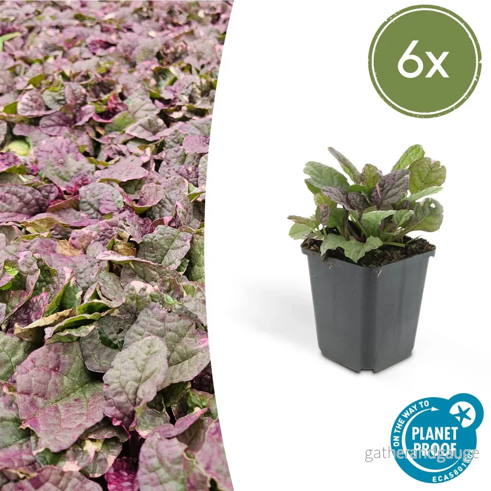 Krälande Ögonblick (Ajuga reptans) 'Burgundy Glow' - Vackra Trädgårdsväxter - Bild 2