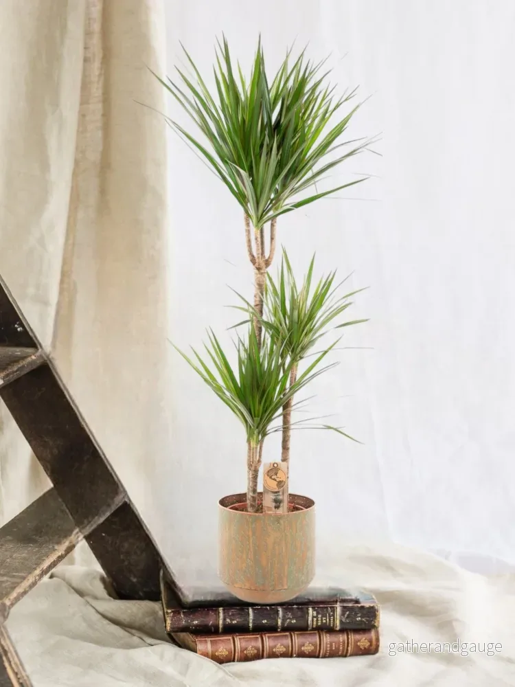 Dracaena Marginata och dess kruka