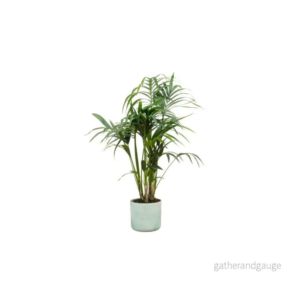 Kentia palm 130cm och dess kruka - Bild 2
