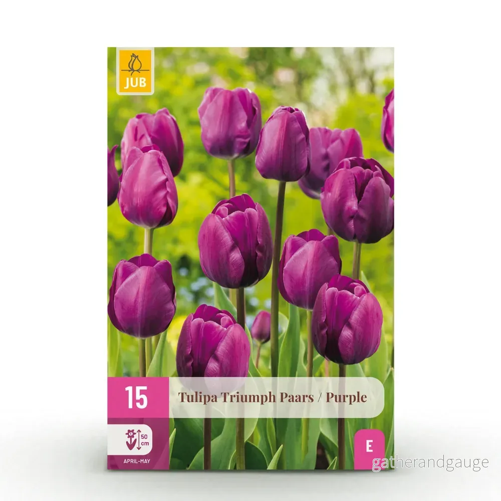Green boutiQ – Bloembollen – Tulp Triumph Purple – Kleur Paars – 15 stuks – Bolmaat 11/12 – XXL Pack
