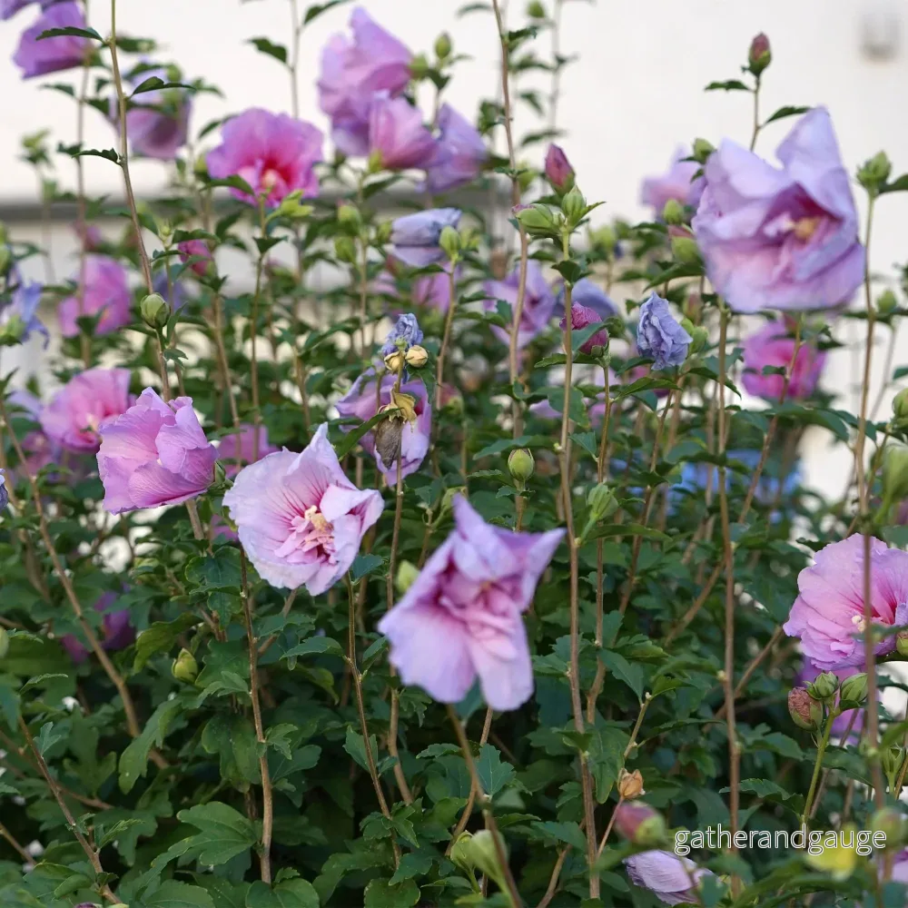 Althéa (Hibiscus syriacus) ’Lavendor Chiffon’