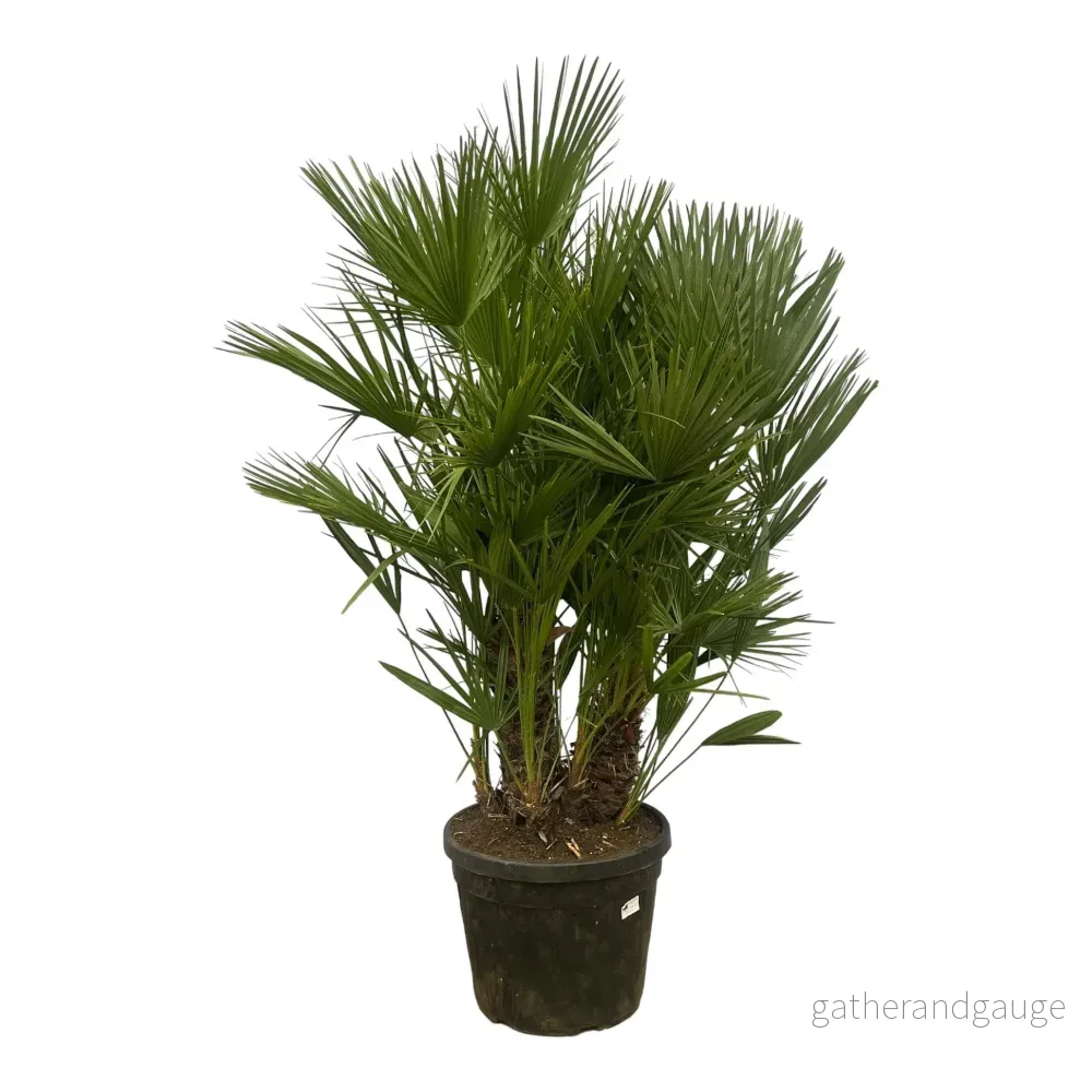 Chamaerops Humilis h180cm