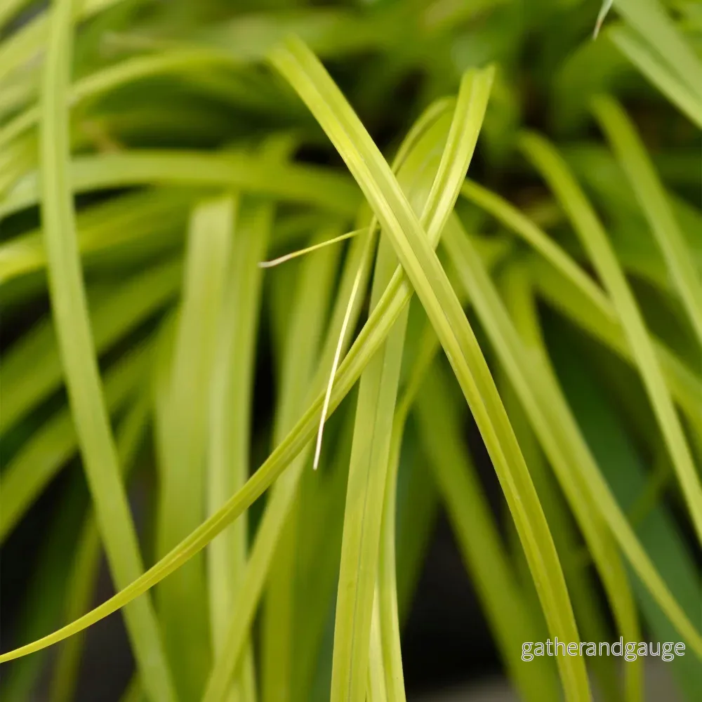 Japansk starr (Carex Oshimensis) 'Everillo' - Bild 3