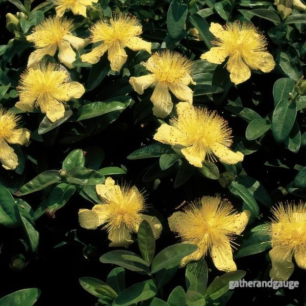 Stora Johannesört (Hypericum calycinum) 'Stora Johannesört'