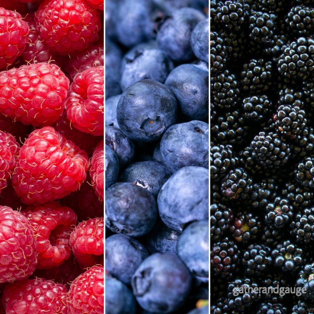 Set med 3 ekologiska fruktplantor