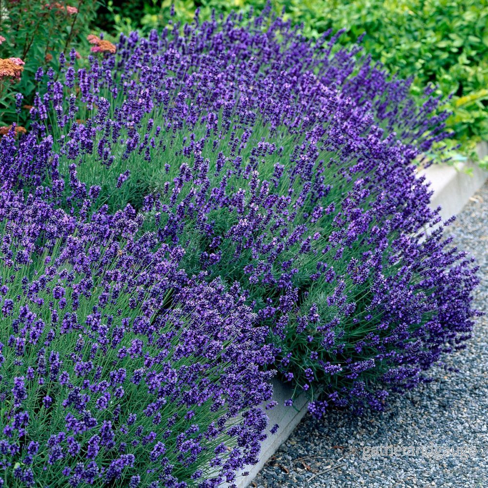 Lavendel (Lavandula Angustifolia) ’Hidcote’