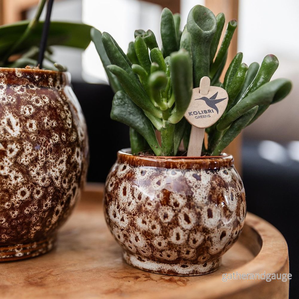 Otämjad naturlåda: Phalaenopsis orkidé och suckulenta växter - Bild 2