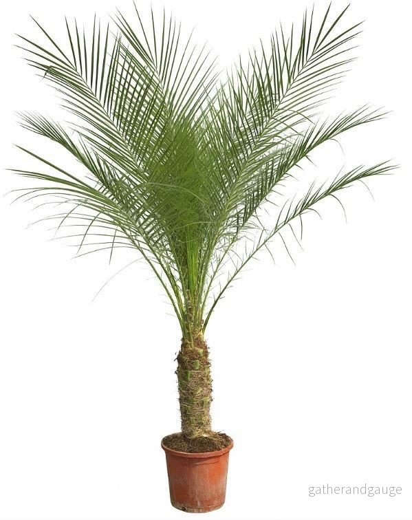 Phoenix Roebelenii op stam – 210cm – 200cm Phoenix Roebelenii op stam – 210cm – 200cm