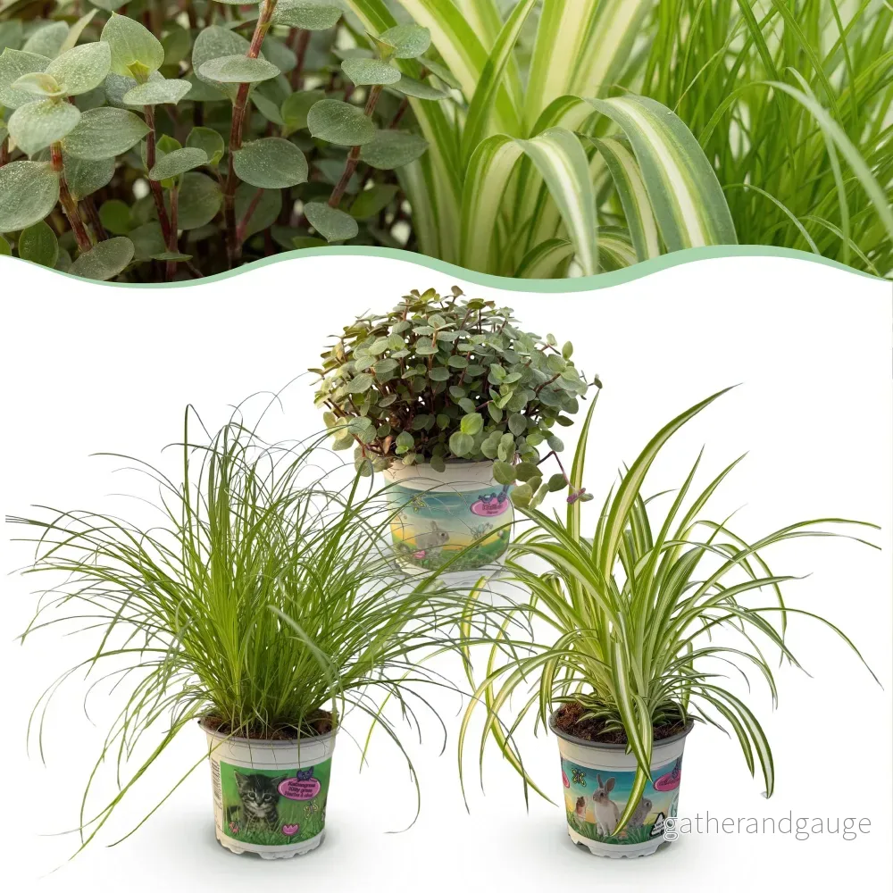 Paket Cyperus - Calissia - Chlorophytum - Bild 2