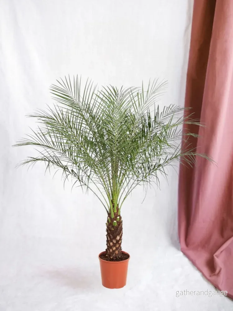 Phoenix Roebelenii - Bild 2