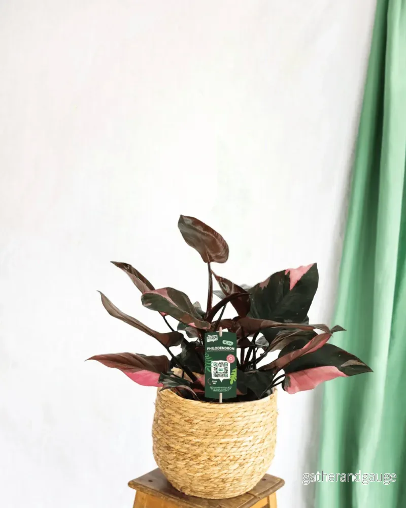 Philodendron rosa prinsessa