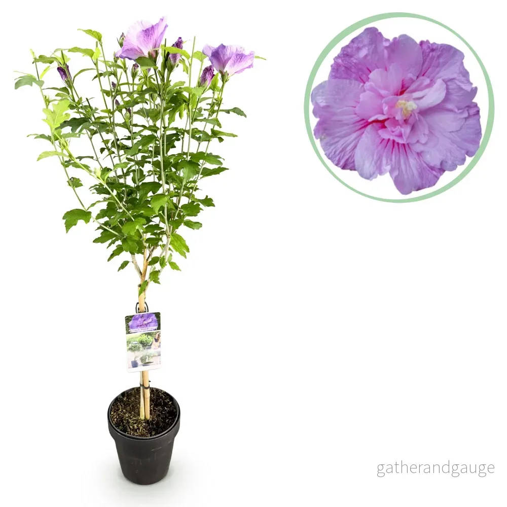 Althéa (Hibiscus syriacus) 'Lavendor Chiffon' - Bild 2