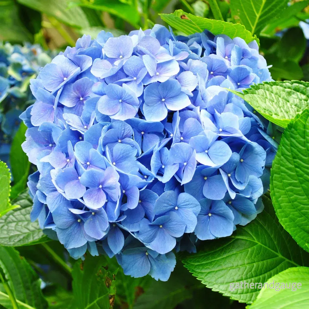 Hortensia (Hydrangea macrophylla) 'Blue' - Blå trädgårdshortensia - Bild 2