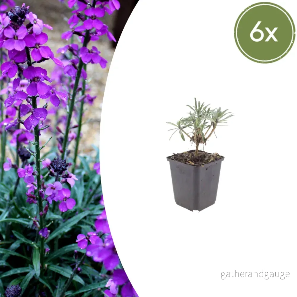 Matstjärnblomma Lila (Erysimum) 'Bowles' Mauve' - Bild 2