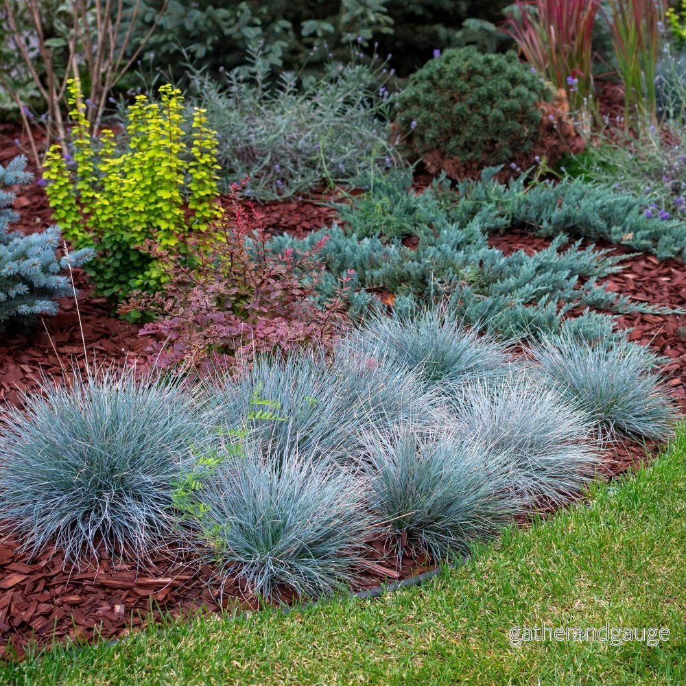 Blå Festuca (Festuca glauca) 'Intense Blue'
