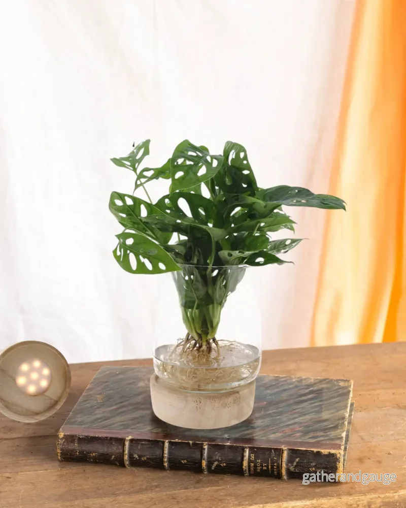 Monstera vas och led bas Monstera vas och led bas