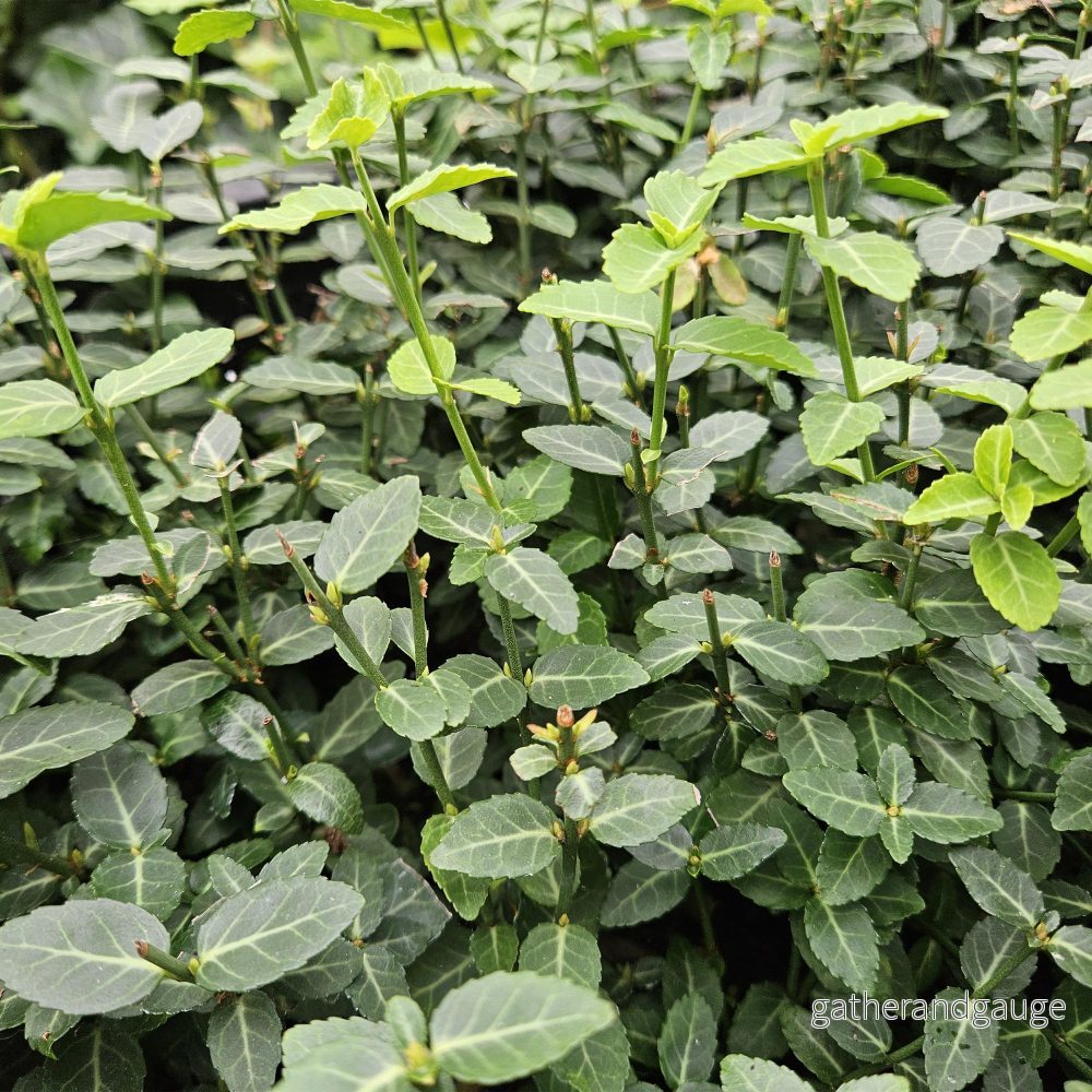 Kryphederranka (Euonymus Fortunei) 'Radicans' - Bild 3
