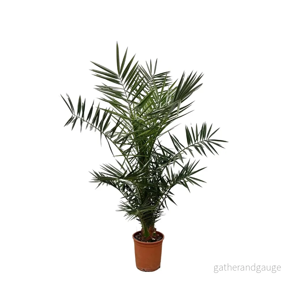 Phoenix Canariensis - Bild 3