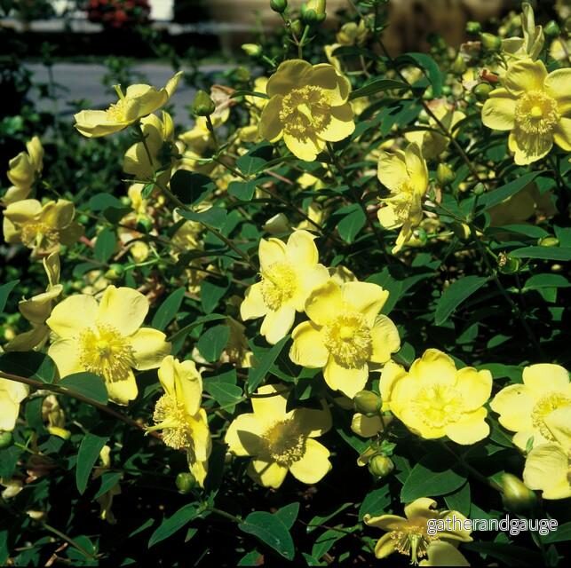 Johannesört (Hypericum) 'Hidcote'