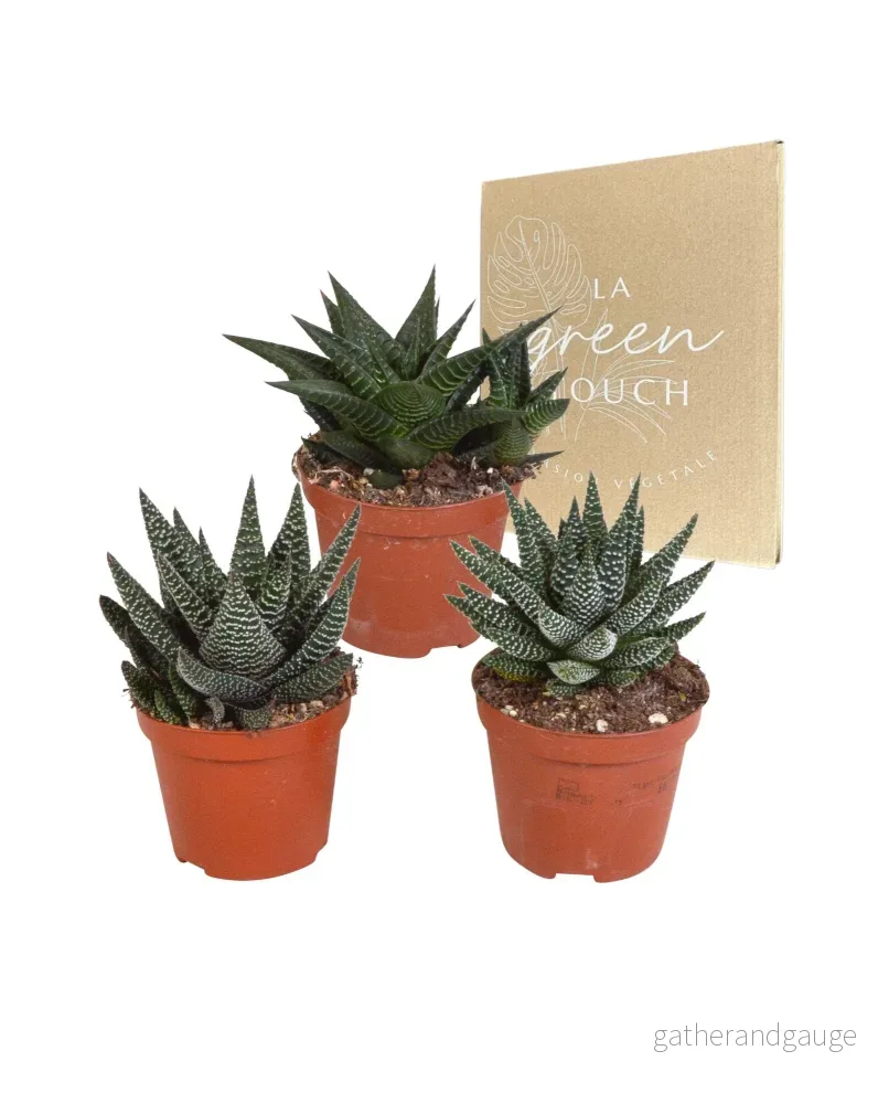 Blandning av 3 Gasteria och Haworthia h18cm Blandning av 3 Gasteria och Haworthia h18cm