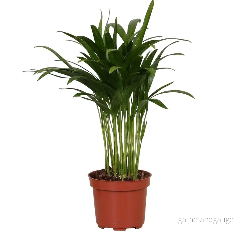 Palmier Areca ’Dypsis’ Palmier Areca ’Dypsis’