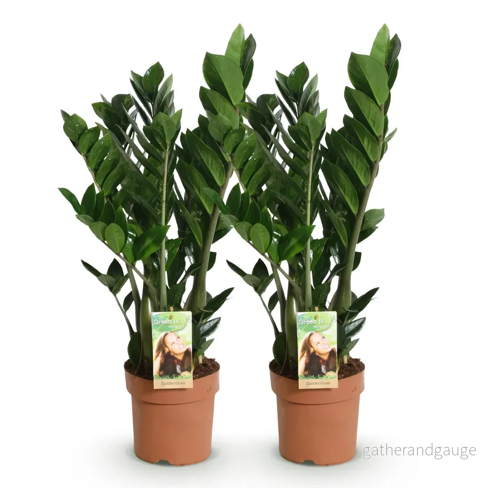 Zamioculcas - 2-pack - Kruka 17 cm - Höjd 65-75 cm - Bild 3