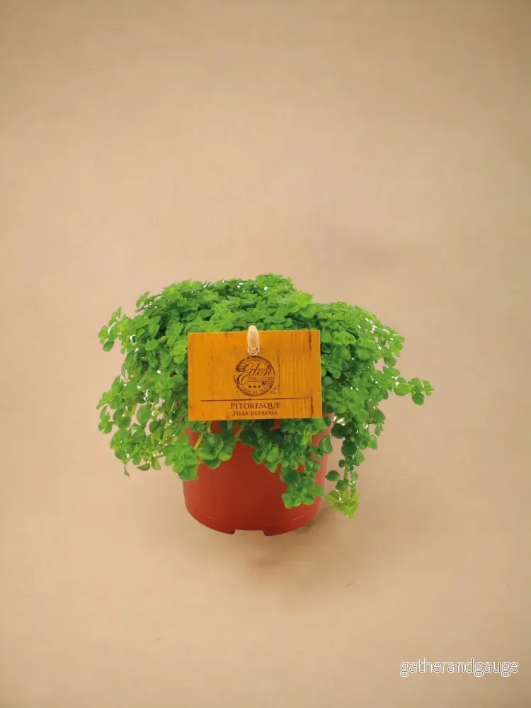Pilea Depressa Pilea Depressa
