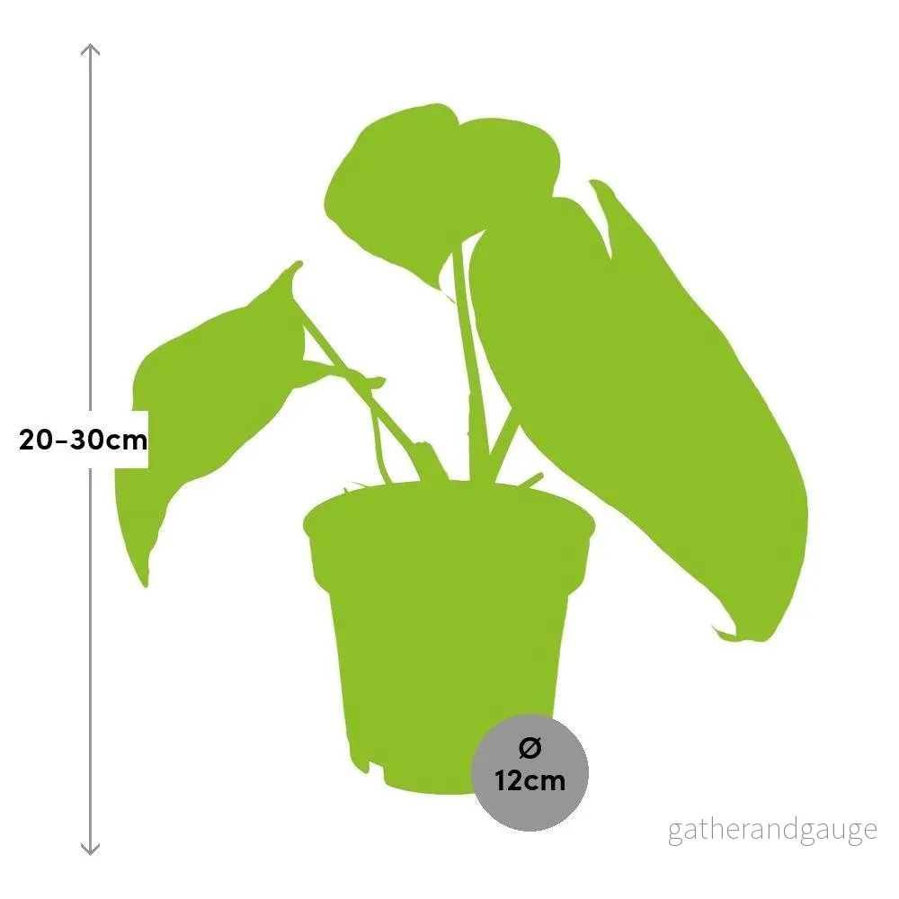 Philodendron Selloum Atom - Bild 3