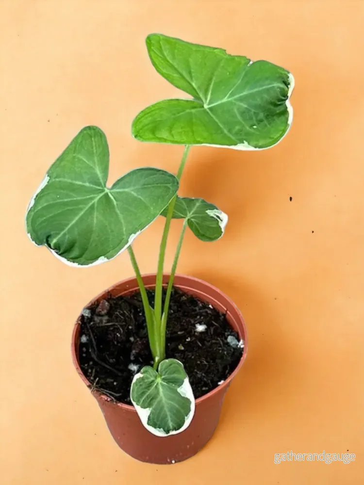 Alocasia Musse Pigg Alocasia Musse Pigg