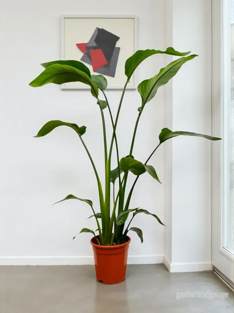Strelitzia Nicolai – 100 cm – ø17 Strelitzia Nicolai – 100 cm – ø17
