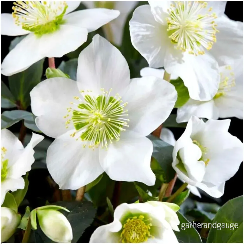 Helleborus niger 'Christmas Carol' - Lot om 48