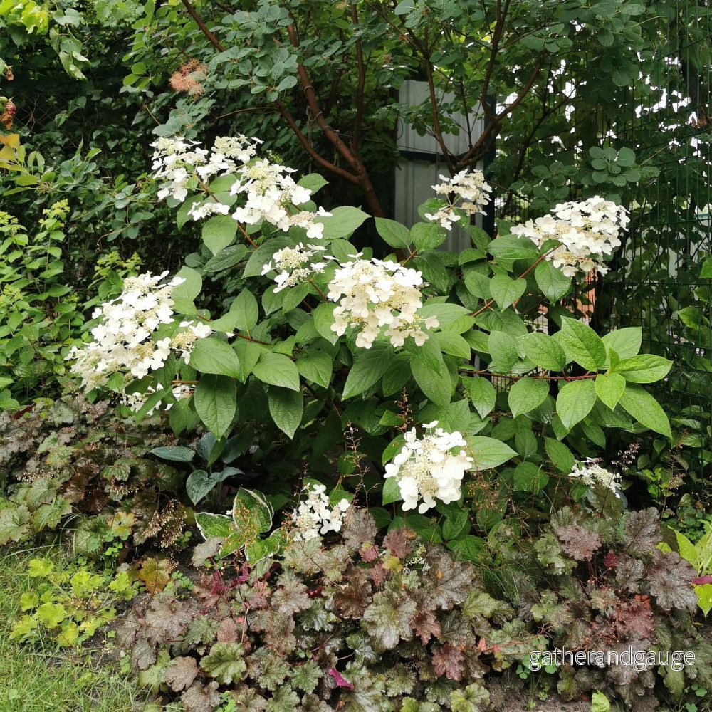 Hortensia Paniculata (Hydrangea Paniculata) 'Wims Red'