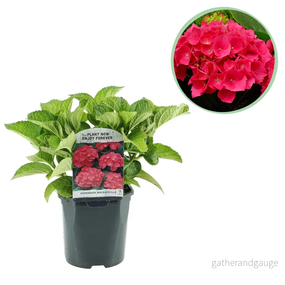 Hortensia (Hydrangea macrophylla) 'Rouge' - Röd blomsterprakt för trädgården - Bild 2