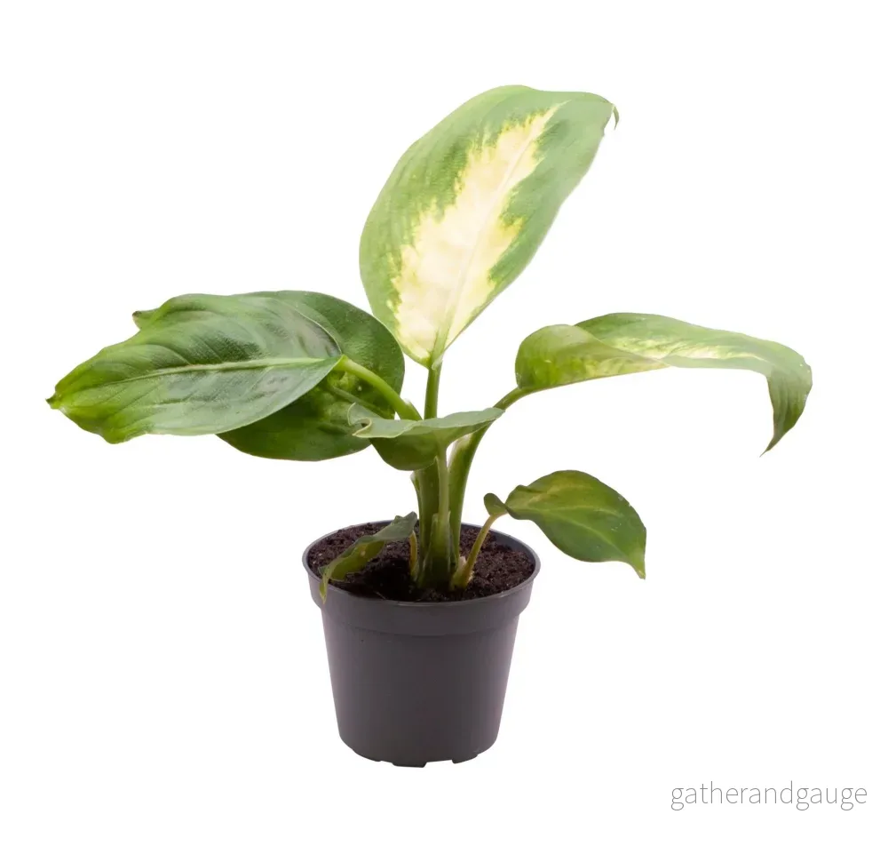 Mini Dieffenbachia Maculata Camilla - Bild 2