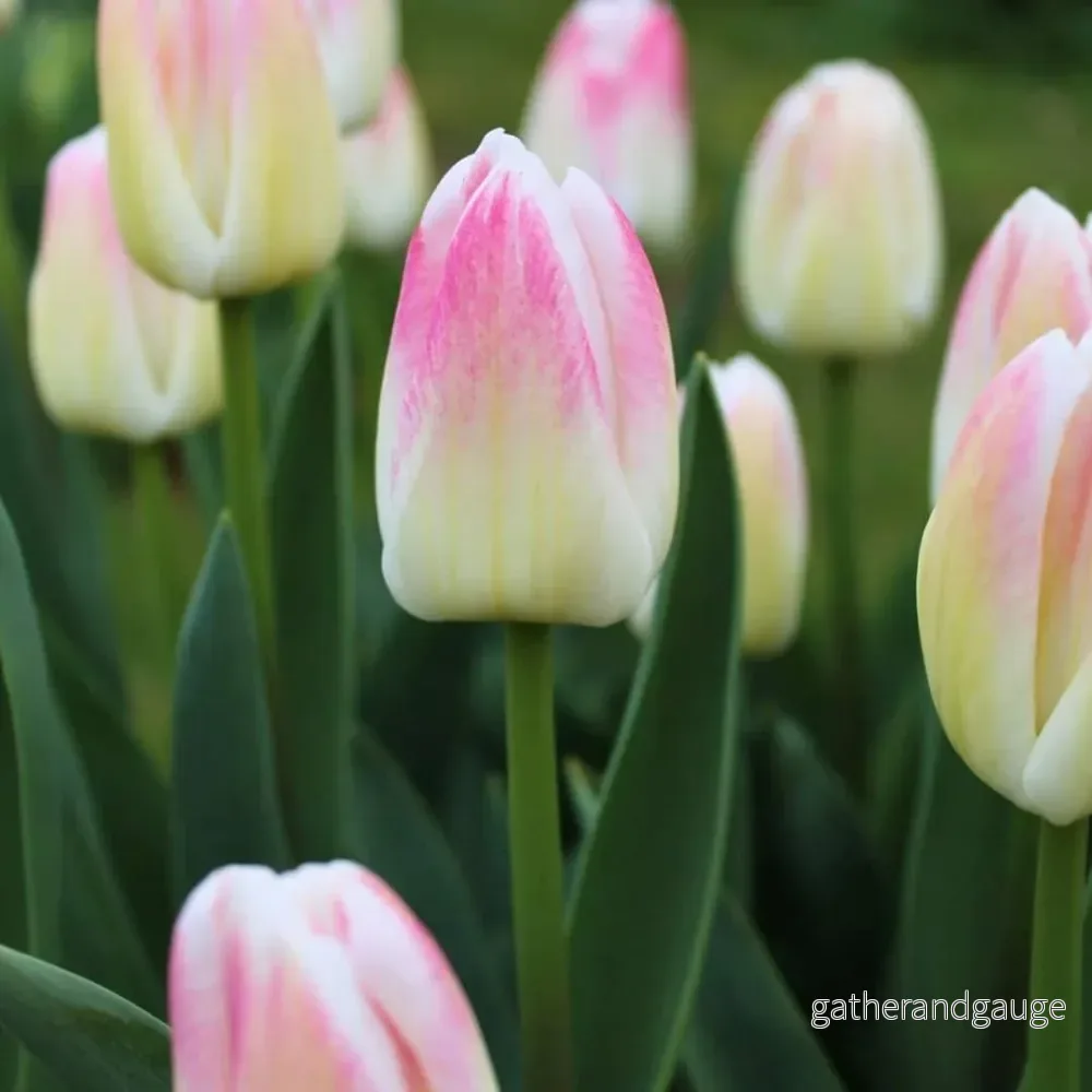 Inez Tulip - 15 lökar - Storlek 12+ - Bild 2