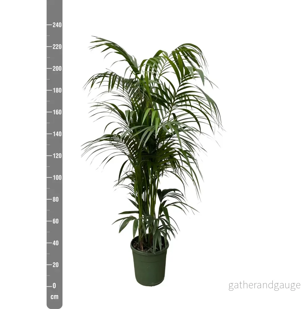 Kentia palm - 230 cm - ø38 - Bild 2
