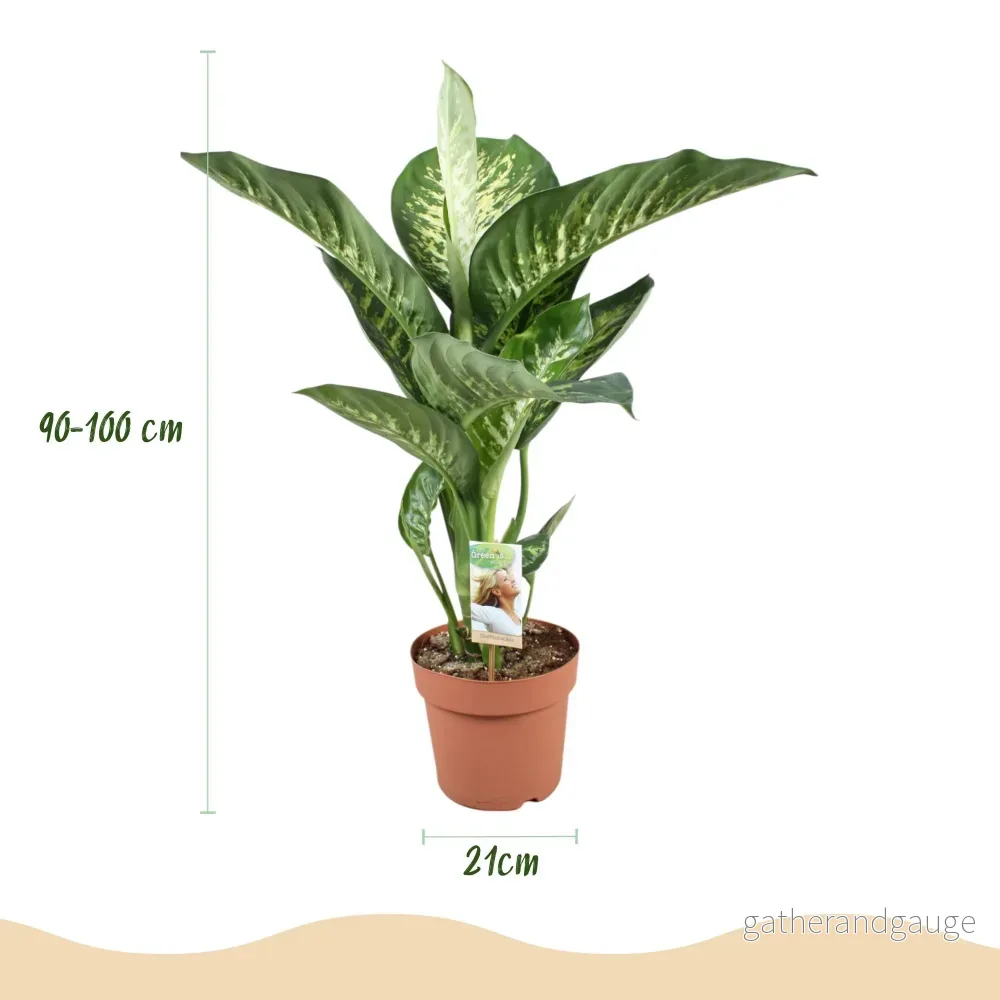 Dieffenbachia Tropic Snow - Bild 2