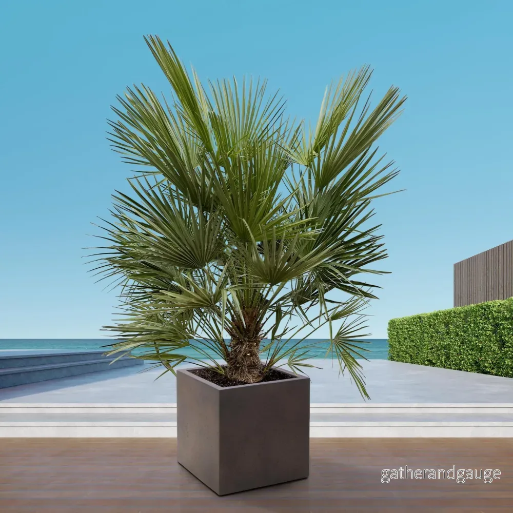Chamaerops Humilis struik - 180cm- Ø30 - Bild 3