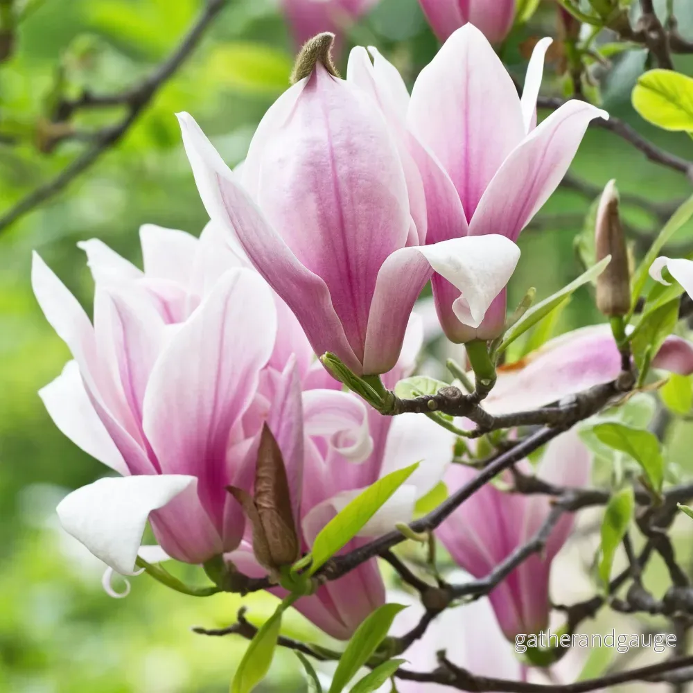 Magnolja (Magnolia) 'George Henry Kern'