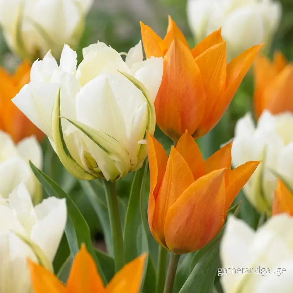 Tulipe Sunbath jaune et blanc – calibre 11/12