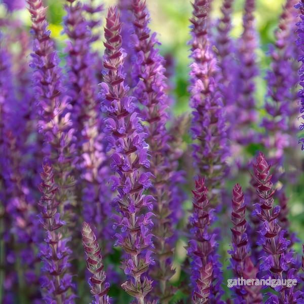 Skogsalvika (Salvia Nemorosa) ’Ostfriesland’ Skogsalvika (Salvia Nemorosa) ’Ostfriesland’