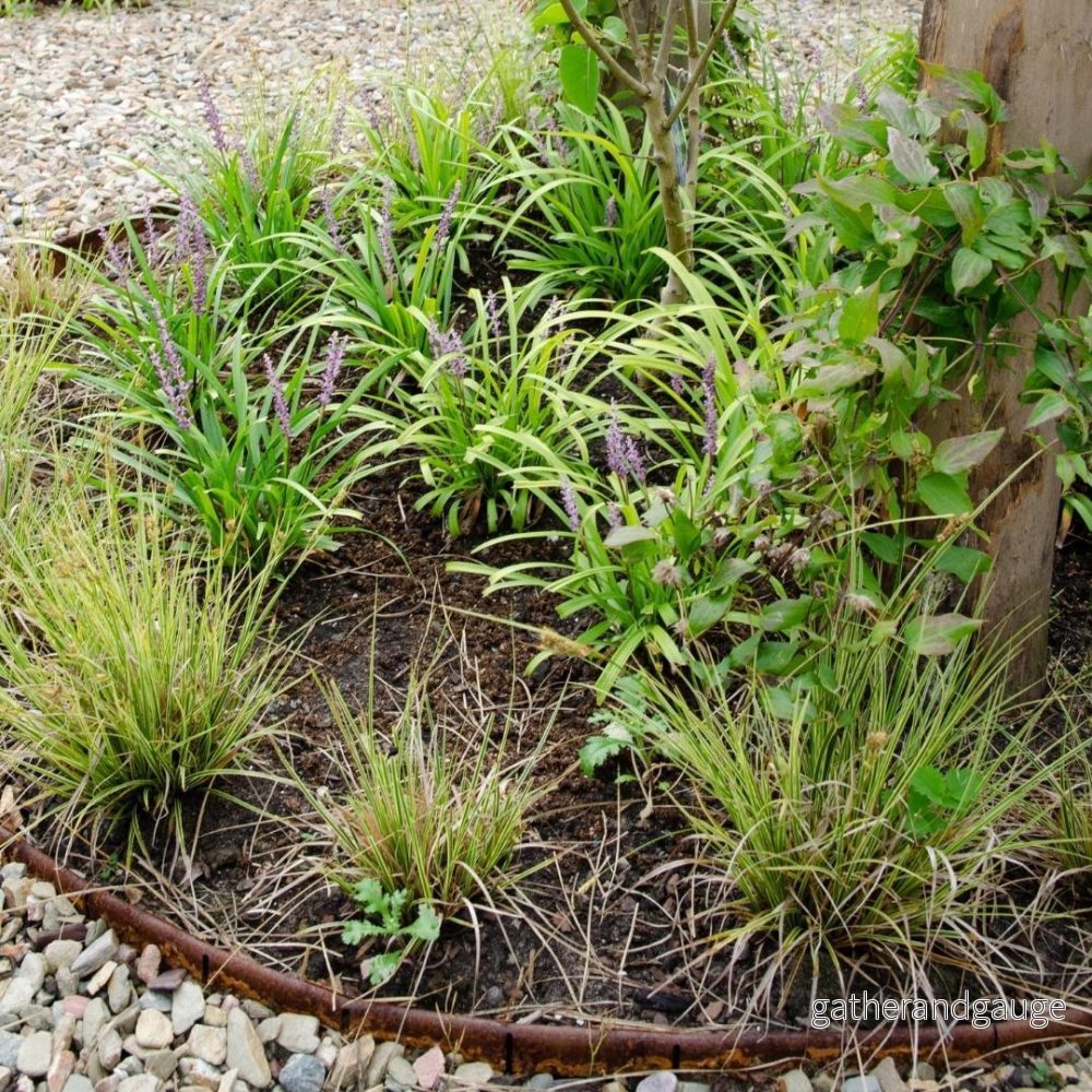 3 x Carex brunnea ’Variegata’ 3 x Carex brunnea ’Variegata’