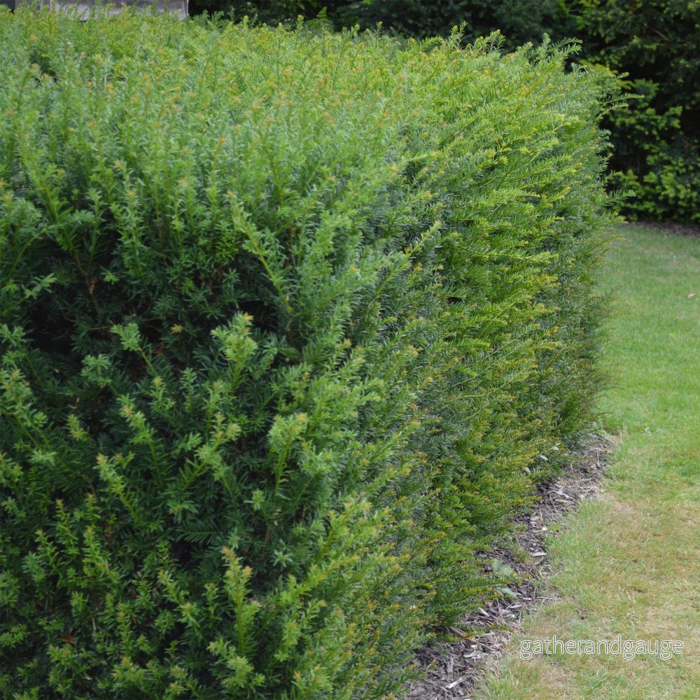 Taxus baccata (Idegran) ''